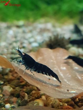 Deep Blue Tiger OE